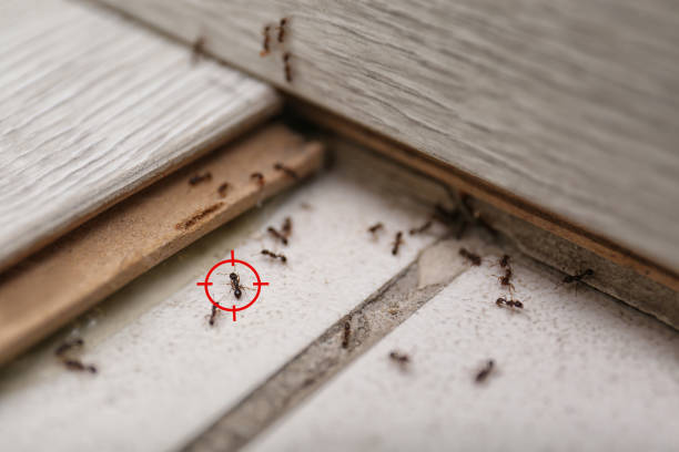 Best Emergency Pest Control  in Tecumseh, NE